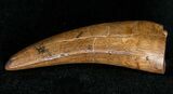 Superb Tyrannosaur Tooth - Montana #17636-1